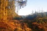 Cookworthy Forest at dawn