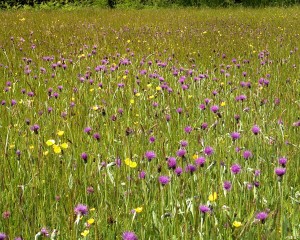 Culm Flowers