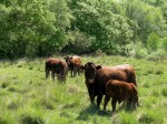 Devon Ruby Red Cattle