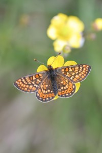 Fig 2 - Marsh Fritillary