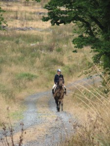 Horse riding in Cookworthy Forest