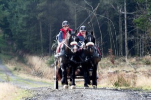 Carriage driving through Witherdon Wood