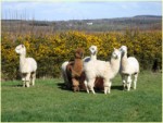 alpacas