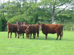 cottage farm organics