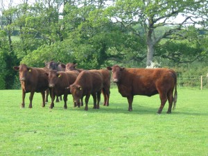 cottage farm organics