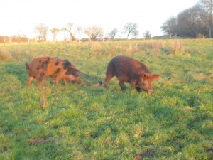 holly lane farm