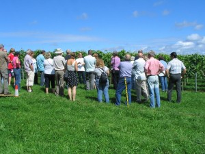 Vineyard_Tour