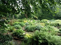 bowdens hostas