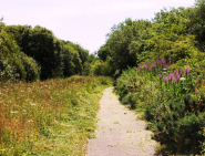 Halwill Junction Nature Reserve