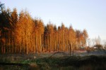 Tall trees in Cookworthy Forest