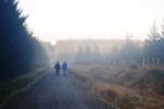 Cookworthy Forest mist