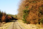 Cookworthy Forest woodland ride