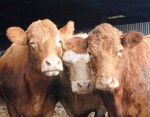 Headon Farm cows